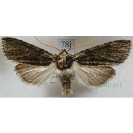 Polyploca ridens (Fabricius, 1787) Przestrożnica śmieszka Slovakia78j